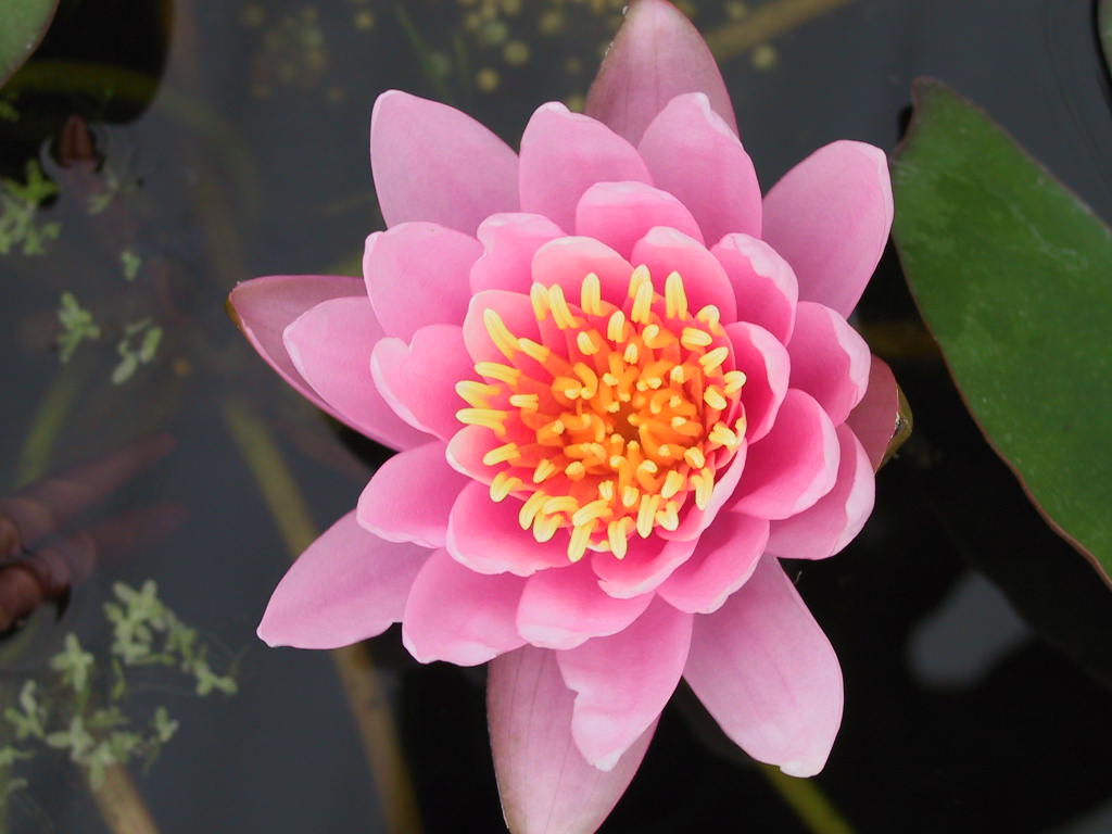 Nymphaea Nigel 1.jpg